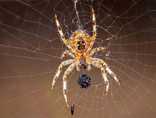 Dedetização de Aranhas em SP